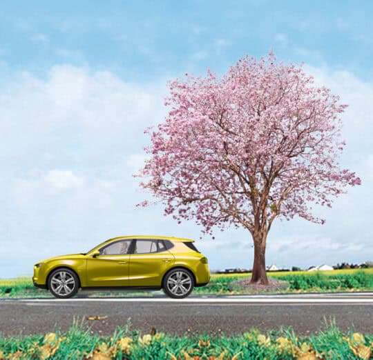 Car driving past tree